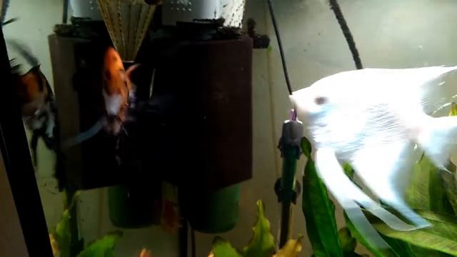 Вайт Хост - бриллиант смотреть онлайн