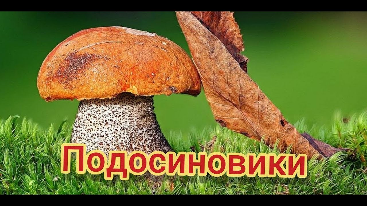 Подосиновики смотреть онлайн