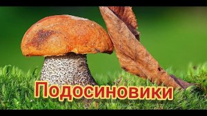 Подосиновики