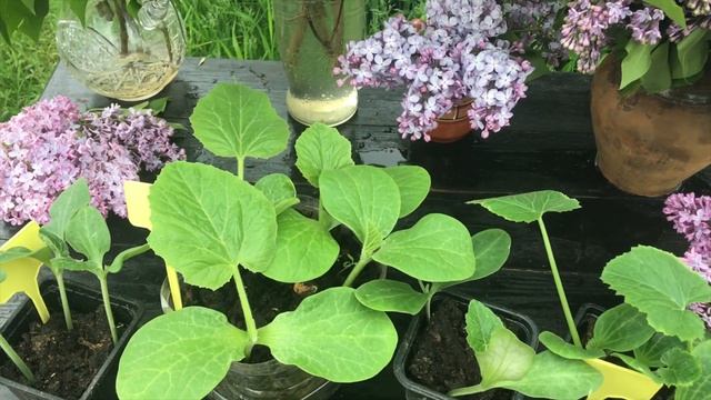 Рассада ТЫКВЫ смотреть онлайн