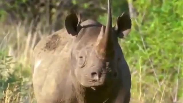 Животные мира Гиганты Африки Атака хищника Дикая природа Особые повадки Охрана потомства Ум зверя смотреть онлайн