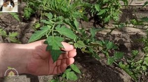 Как правильно пасынковать помидоры в открытом грунте