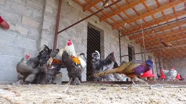 32 намуд мург дар н.Кушониен смотреть онлайн