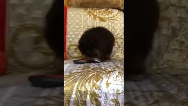 Мальчик мини померанского шпица, мишка смотреть онлайн