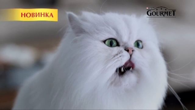 (2016) Gourmet mon Petit (корм для кошек) - Не откладывайте на потом то, что вкусно сейчас смотреть онлайн
