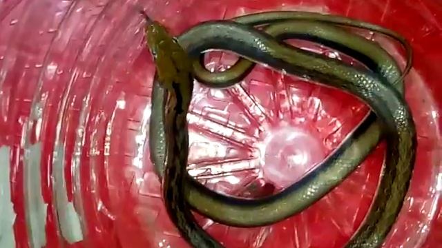 Deepak Sharma Sarpmitra rescued Trinket snake Pune смотреть онлайн