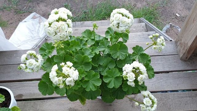 Midori Buke смотреть онлайн