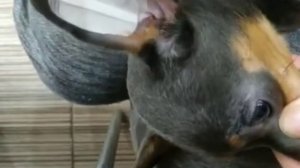 Как клеить ушки той-терьеру. Питомник "AnStar Talisman".