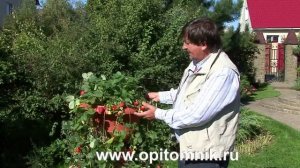 Ремонтантная клубника на усах. Оригинальный способ выращивания