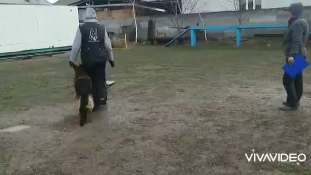 ОКД -ТЕМИР ХАУС ЦЕЗАР (12 мес,1 степень) смотреть онлайн