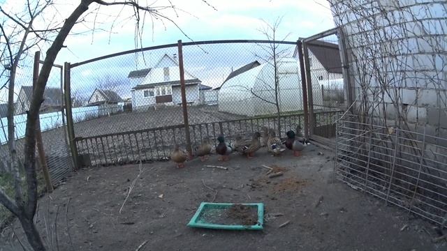 Выбор подсадной утки. И лайфхак от Волчонока. #охота#охотасподсадной# смотреть онлайн