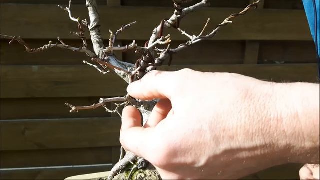 Acer Campestre rock planting 8 смотреть онлайн