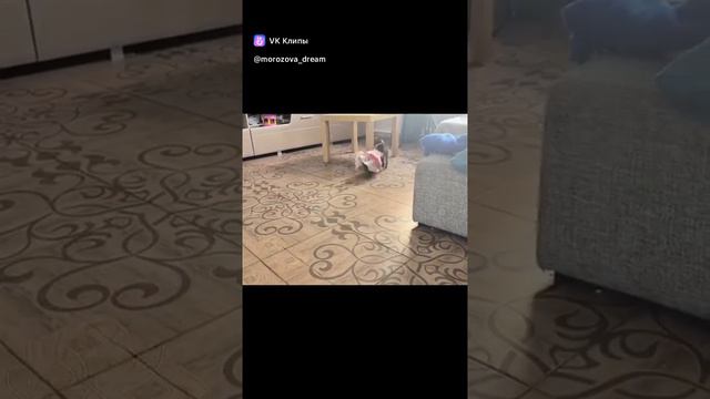 щенки пти брабансона из питомника Хрустальная мечта. Февраль 2024 готовы к переезду. РКФ