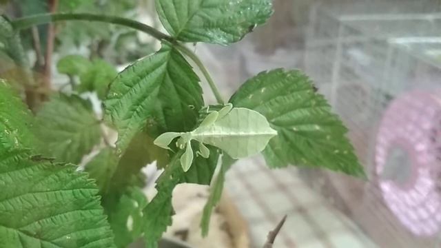 Палочник Листовидка 3 L смотреть онлайн