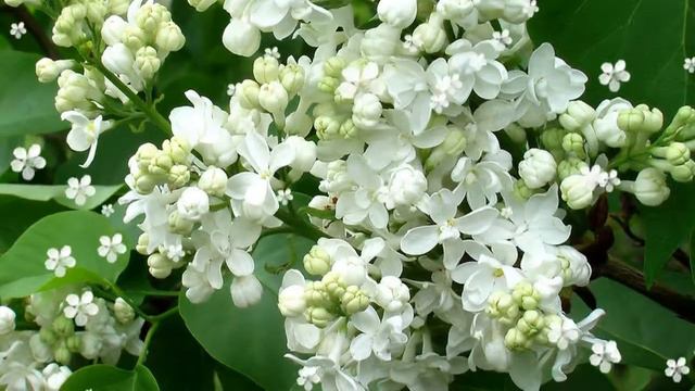 Футаж Белая сирень Footage White Lilac HD смотреть онлайн