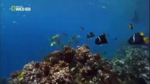 Самые опасные животные океана Морские глубины