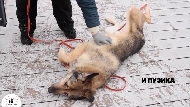 Взять собаку из приюта Лондон. Приют ЗООРАССВЕТ смотреть онлайн
