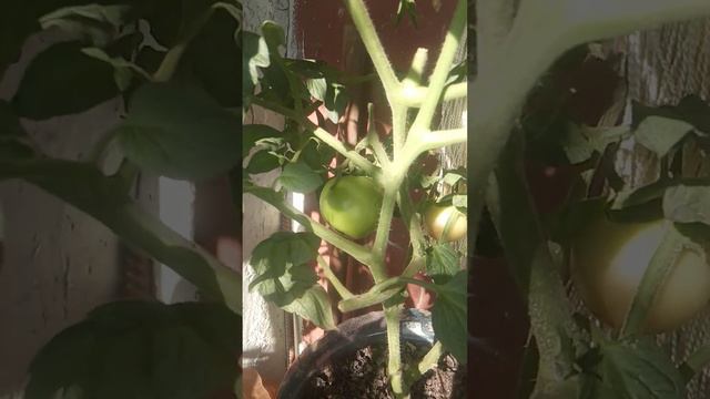 Утренний обзор 4 августа 2023 года.  Мой балконный огород 🌱🍅🥬🍓🌄🙋