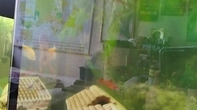 Показываю как рак плавает задом наперед 🤓 смотреть онлайн