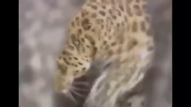 Леопарды, Гепарды и Ягуары против ПИТБУЛЕЙ!!! HD смотреть онлайн