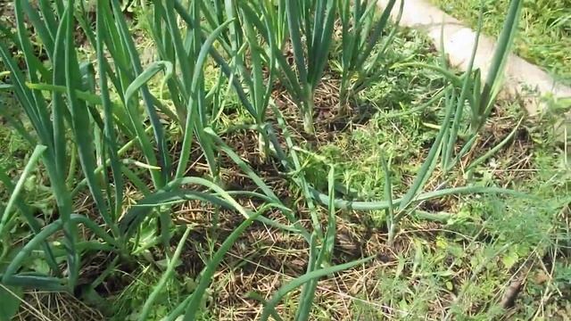 почему лук пошел в стрелку смотреть онлайн