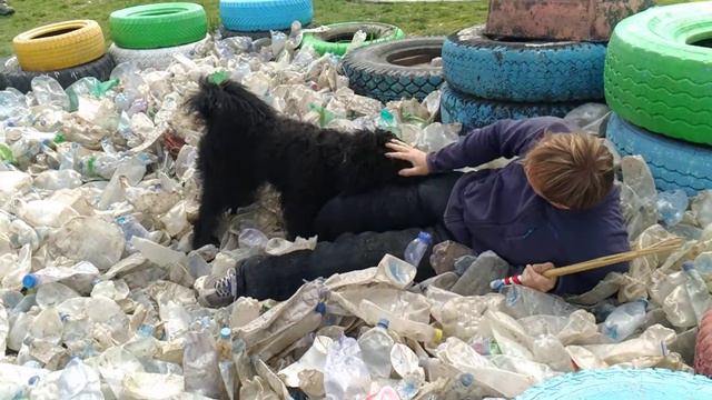 Bouvier des flandres Razboy v.d. causidicus 11 месяцев - атака в бутылках смотреть онлайн