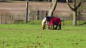 10 интересных фактов: чем лошадь отличается от лошади, как выглядят самые маленькие пони