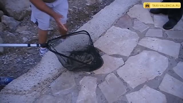 Пойманный осьминог в Валенсии смотреть онлайн