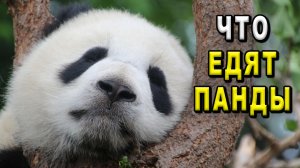 Что едят панды