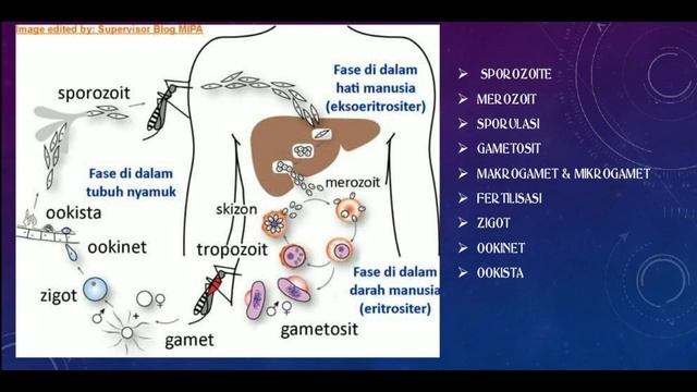 SIKLUS HIDUP PLASMODIUM PENYEBAB MALARIA смотреть онлайн