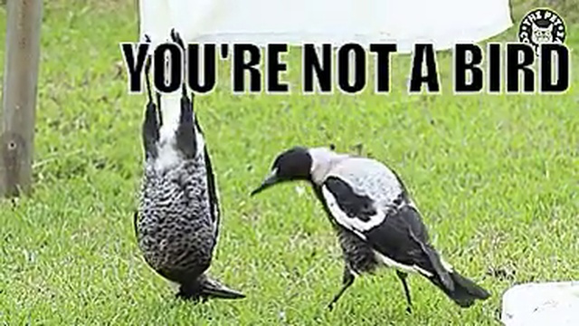 Bird or twat? xd смотреть онлайн