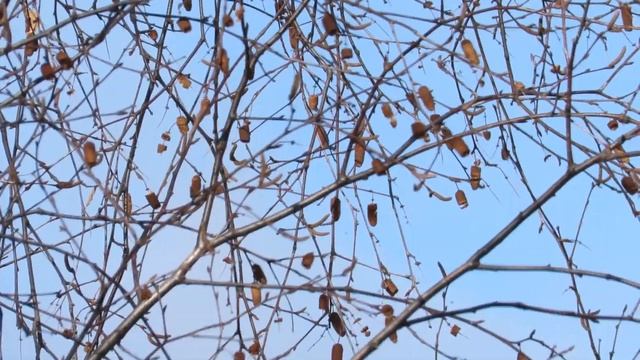 Чижи на березе 19 октября смотреть онлайн