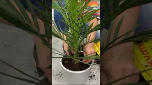 Как пересадить финиковую пальму