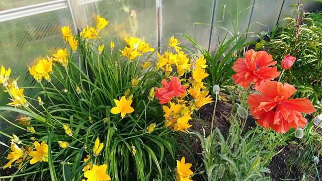 Лилейник и восточный мак