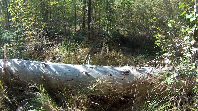 Делаю лизунец для лося и других животных смотреть онлайн