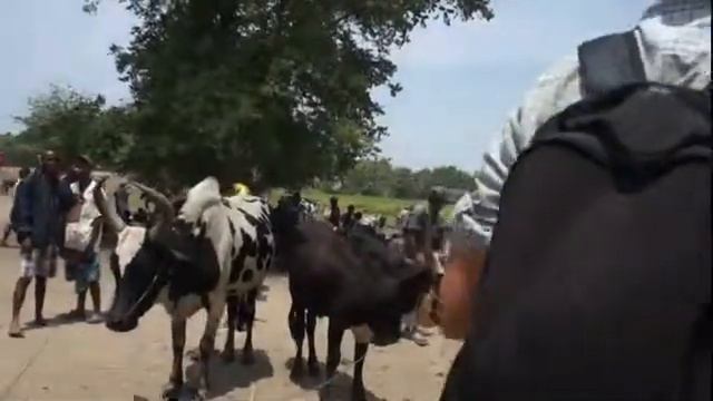 Мадагаскар Рынок зебу Привязанные быки смотреть онлайн
