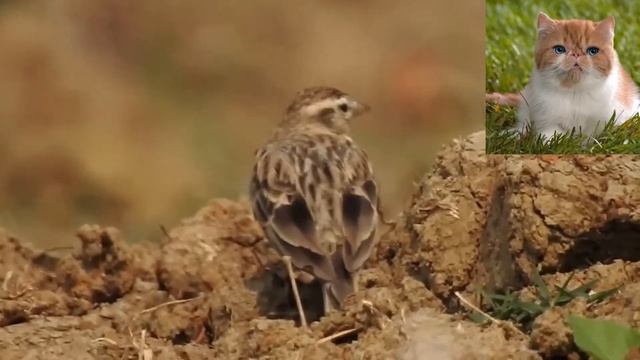 Серый жаворонок Calandrella rufescens смотреть онлайн
