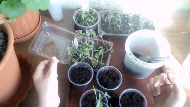 ПИКИРОВКА ТОМАТОВ В ДОМАШНИХ УСЛОВИЯХ! КАК ПРАВИЛЬНО ПЕРЕСАДИТЬ ТОМАТЫ? смотреть онлайн