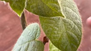 Ficus villosa the leaves and stems are completely covered in very fine hairs