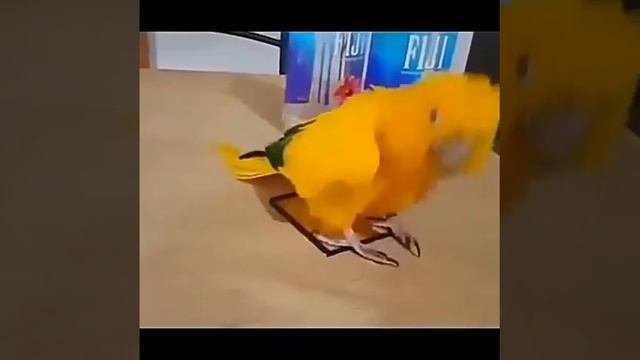 Танцы птиц смотреть онлайн