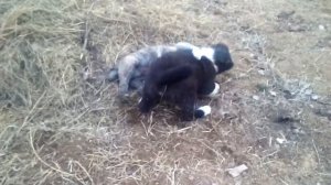 Сабачий бой