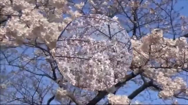 ВИШНЯ В САДУ ВСЕ ЦВЕЛА И МОЛЧАЛА смотреть онлайн