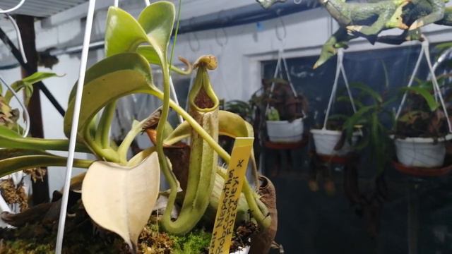 Cambio Plantas Carnívoras X juegos y consolas para estos días de Confinamiento смотреть онлайн