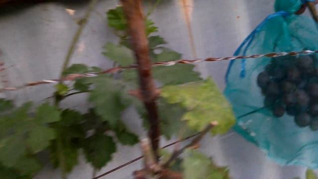 Сорт винограда "Подарок Ирине"и "Кармакод" смотреть онлайн