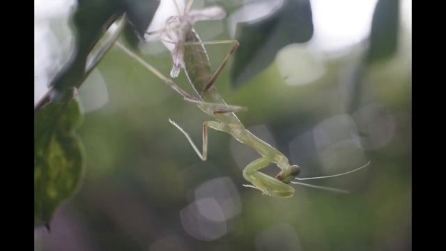 Screencast «ВИЛИЯ-VILIA» «Ви́лия-а́вто» «Т-69-3» 4/40 БелОМО смотреть онлайн