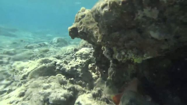 Red Sea coral reef, Egypt 37 смотреть онлайн