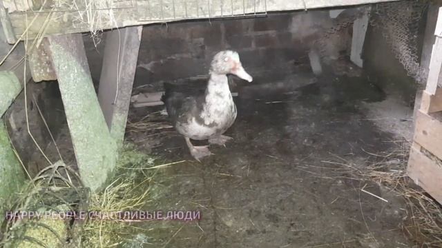 ДЕНЬ РОЖДЕНИЯ НАШЕЙ МАМЫ!!! СЛАДКИЙ ПОДАРОК ОТ СУПРУГА И СЫНУЛИ) смотреть онлайн