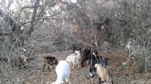 Когда перестать доить беременную козу?