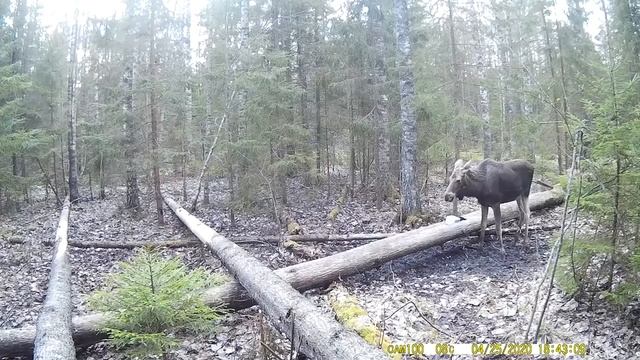 Заболевший лось чихает на весь лес смотреть онлайн