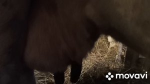 О корове Море, после отела не доятся две доли.